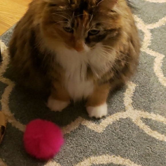 Photo Shoot (for wet-food🥫🍛🦀🦐) - Picture 9 of 9